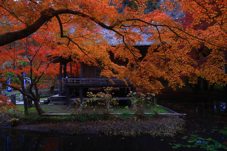 Autumn leaves at the Kinkakuji temple in Kyoto, Japan