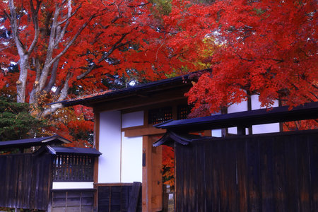 Autumn leaves in the Japanese garden with a Japanese house in the backgroundの写真素材