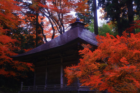 Autumn leaves at the Kinkakuji temple in Kyoto, Japanの写真素材