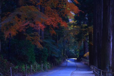 Autumn leaves at the Kinkakuji temple in Kyoto, Japanの写真素材