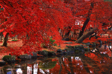 Autumn leaves in the Japanese garden with a Japanese house in the background