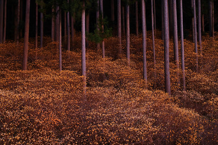 Pine forest at night in autumn, Chengde, Hebei Province, China