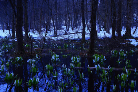 Scenery of the wetland in winter, chengdu, Chinaの写真素材
