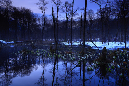 Scenery of the wetland in winter, chengdu, Chinaの写真素材