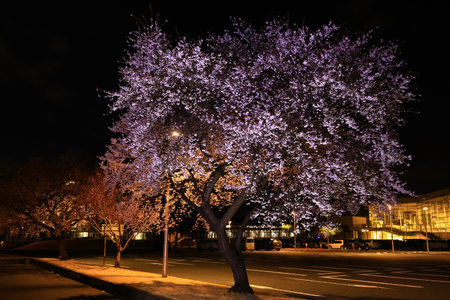 Cherry blossoms at night in Kitakami City, Iwate Prefecture, Japan. Cherry blossoms are a symbol of Japan.の写真素材