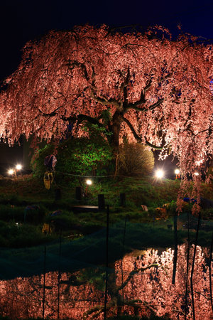 Cherry blossoms in full bloom in the park in Kyoto, Japanの写真素材