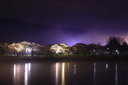 Cherry blossoms in full bloom in the park in Kyoto, Japanの写真素材