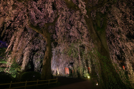 Cherry blossoms in full bloom in the park in Kyoto, Japanの写真素材