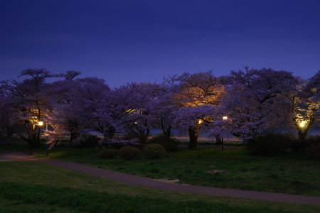 Cherry blossoms in full bloom in the park in Kyoto, Japanの写真素材