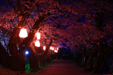 Cherry blossoms in full bloom in the park in Kyoto, Japanの写真素材
