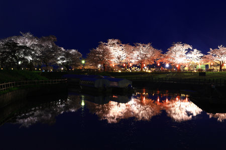 Cherry blossoms in full bloom in the park in Kyoto, Japanの写真素材