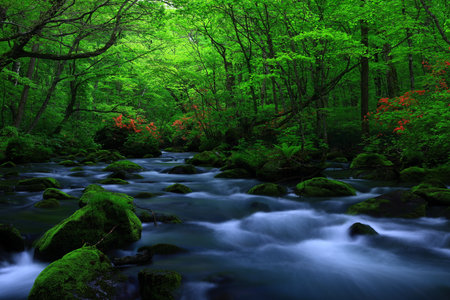 Oirase Gorge in Aomori Prefecture, Japan.