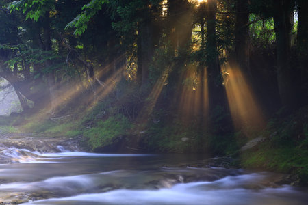 beautiful stream in the forest with sunbeams and lens flare