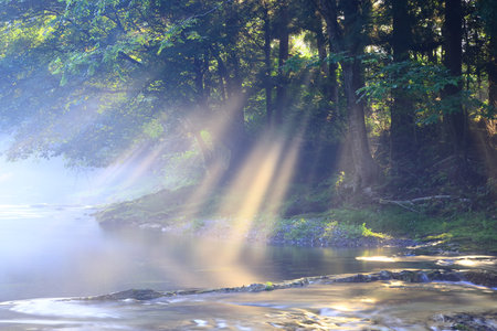 beautiful forest with sunbeams and lens flareの写真素材