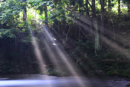 River in the forest with fog and trees in the background, closeup of photoの写真素材