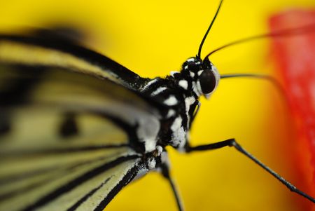 Mangrove tree nymph butterfly (idea leuconoe chersonesia) macroの写真素材
