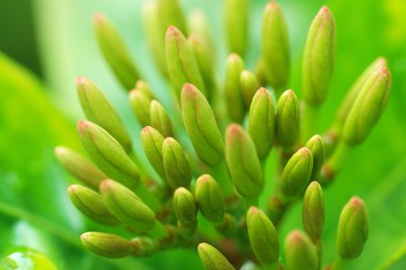 Ixora new flower buds macroの写真素材