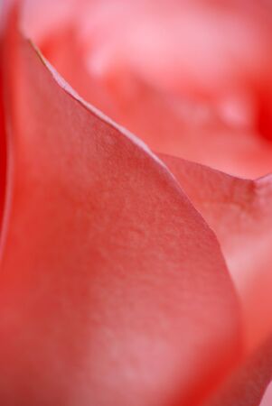 Pink rose flower petals macroの写真素材