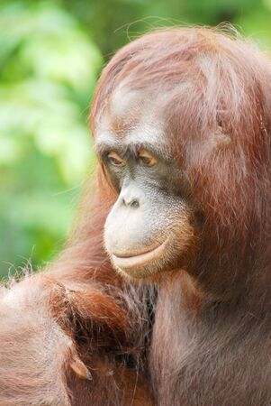 Orang utan portraitの写真素材