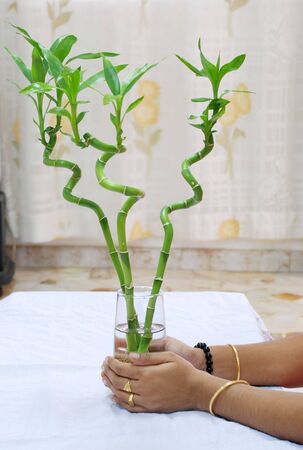 bamboo trees in handsの写真素材
