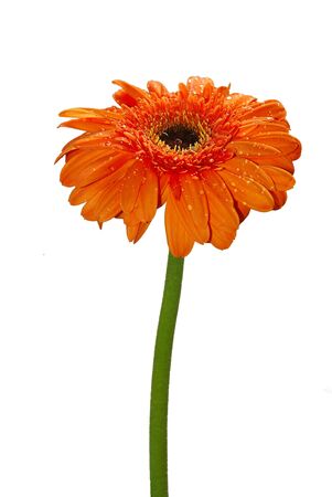 Isolated view of a orange colour daisy flowerの写真素材