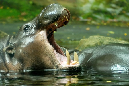 Hippopotamus yawning by showing large toothsの写真素材