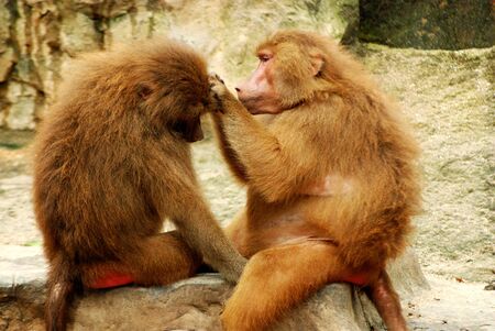Two monkeys making love in a zooの写真素材