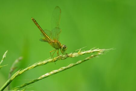 dragonfly crocothemis serviliaの写真素材