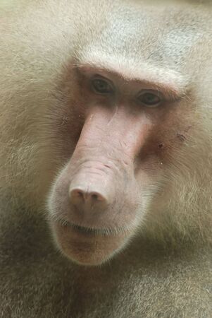 Baboon portraitの写真素材