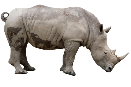 Rhinoceros in white backgroundの写真素材