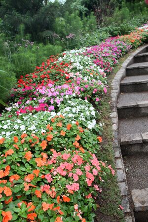beautiful colourful flower gardenの写真素材