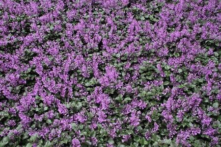 purple flower bed backgroundの写真素材