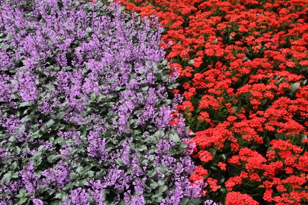 purple and red flower bed backgroundの写真素材
