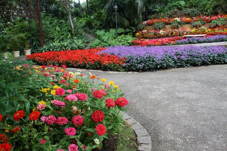 beautiful colourful flower gardenの写真素材