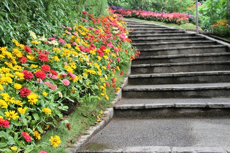 beautiful colourful flower gardenの写真素材
