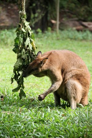 Kangaroo eating in a zooの写真素材