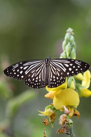 black and white Butterfly in a yellow flowerの写真素材