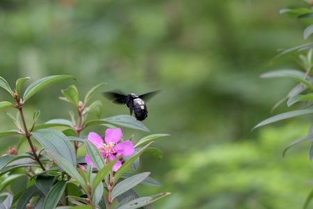 A black bee flying around purple flower