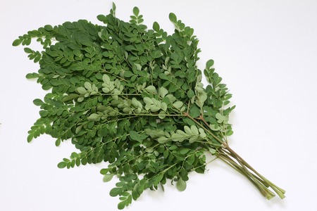 Moringa Oleifera leaf branchesの写真素材