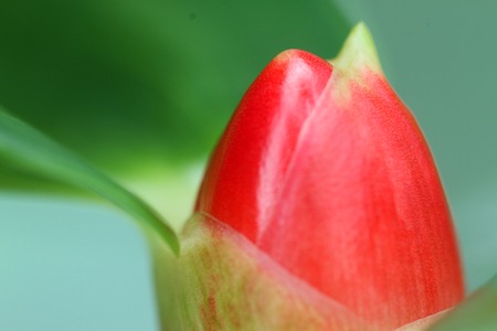 ginger flower macroの写真素材
