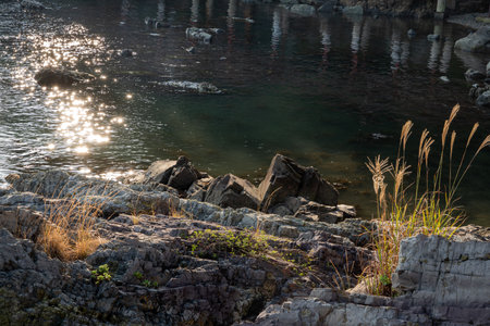 sun rays are reflecting water with rock on the shore.  A beautiful evening near the sea. The plant with flower is shining with sun rays.の写真素材