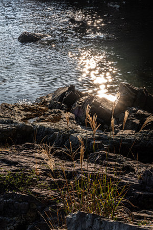 sun rays are reflecting water with rock on the shore.  A beautiful evening near the sea. The plant with flower is shining with sun rays.の写真素材