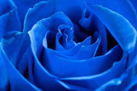 close up of blue rose petals, shallow DOF, abstract backgroundの写真素材