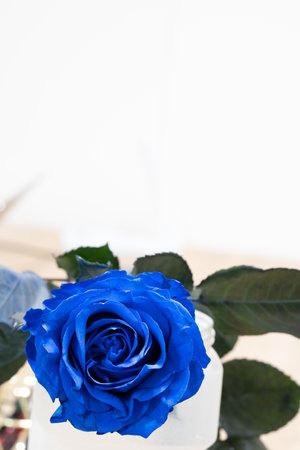 Blue rose flower macro in a backfroud with fresh petalsの写真素材