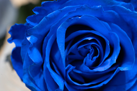 Blue rose flower macro in a backfroud with fresh petalsの写真素材