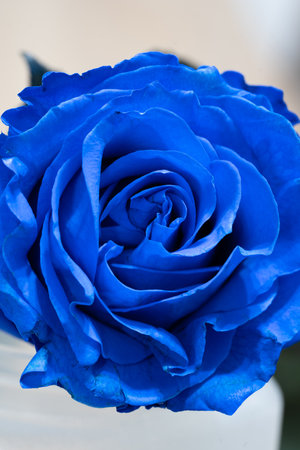 Blue rose flower macro in a backfroud with fresh petalsの写真素材