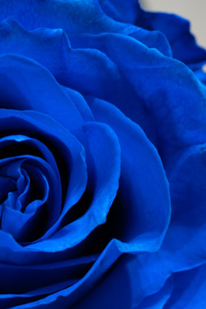close up of blue rose petals for valentine's dayの写真素材