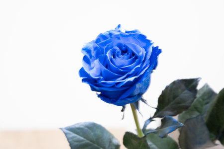 Blue rose isolated on white background with copy space for your text.の写真素材