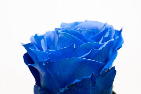 blue rose isolated on white background close up, shallow depth of fieldの写真素材