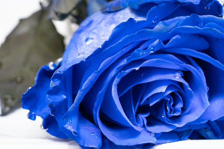 Blue rose with water drops on white background, close up. Shallow depth of fieldの写真素材